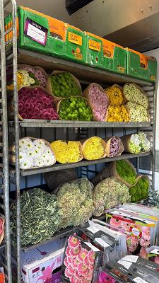 Drechsel Blumengroßhandel GmbH