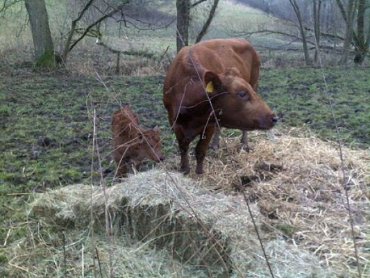 Eichenbühler - Fam. Schubert UG & Co.KG