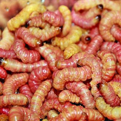 Großhandel für Angelköder