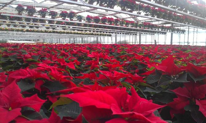 Großhandel Gärtnerei Hans-Heinrich Lehnhoff