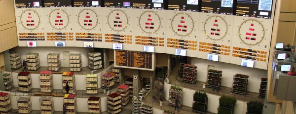 DB Blumengroßhandels GmbH &Co. KG