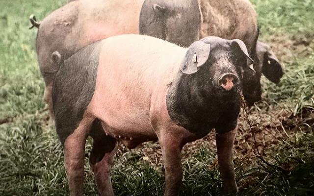 Großverbrauchermarkt der Bäuerlichen Erzeugergemeinschaft Schwäbisch Hall