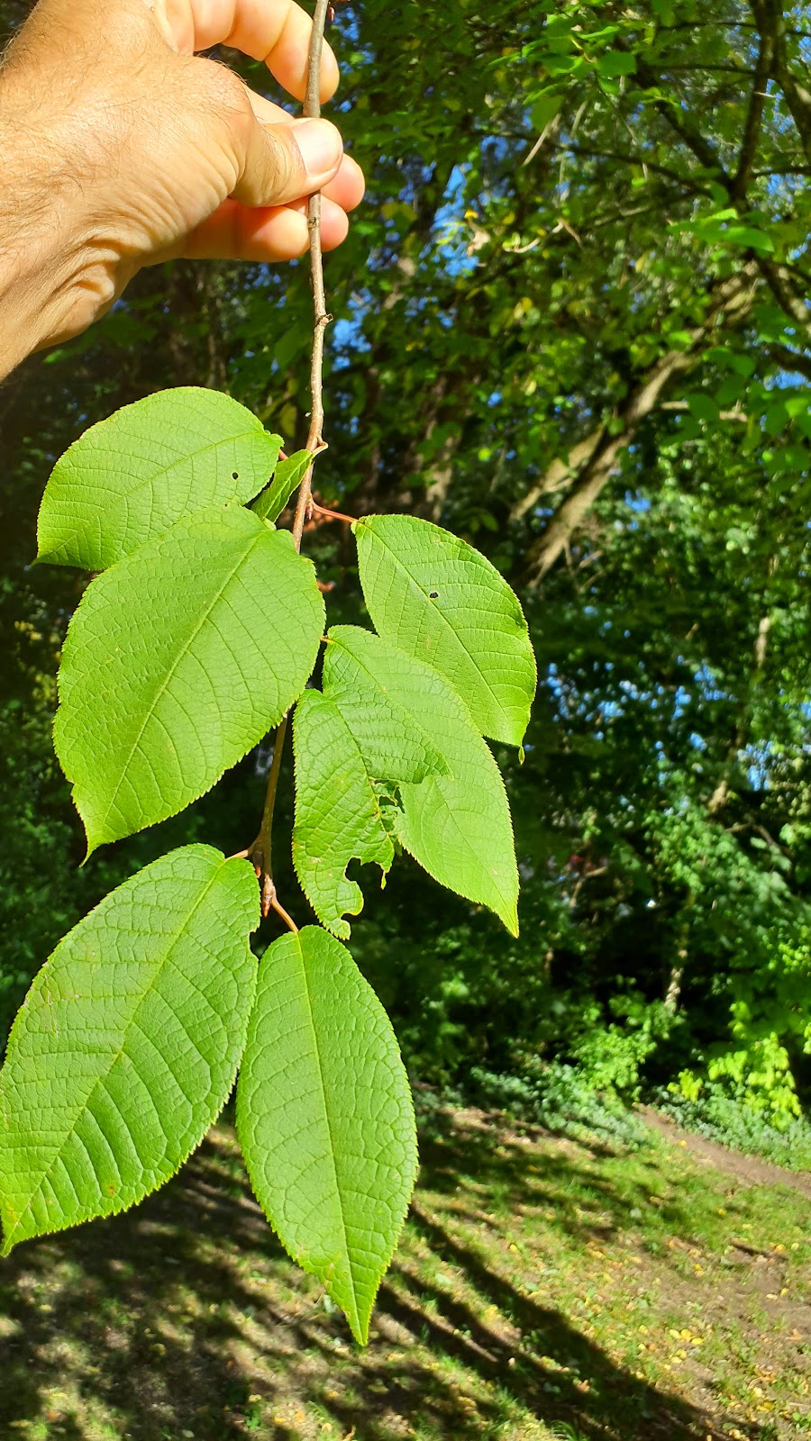 gp_69bcbe0798ace