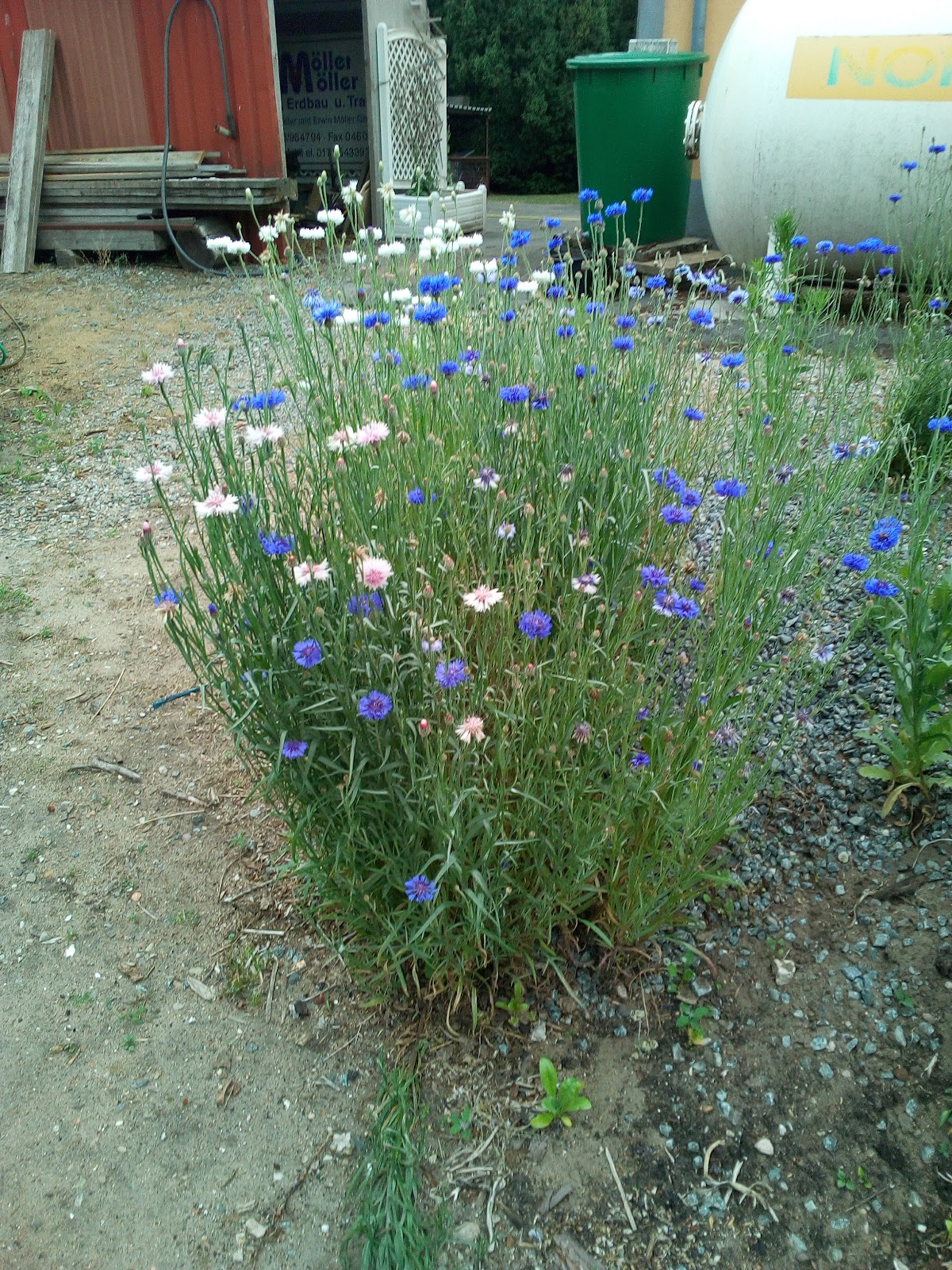 gp_69bccb8b81414