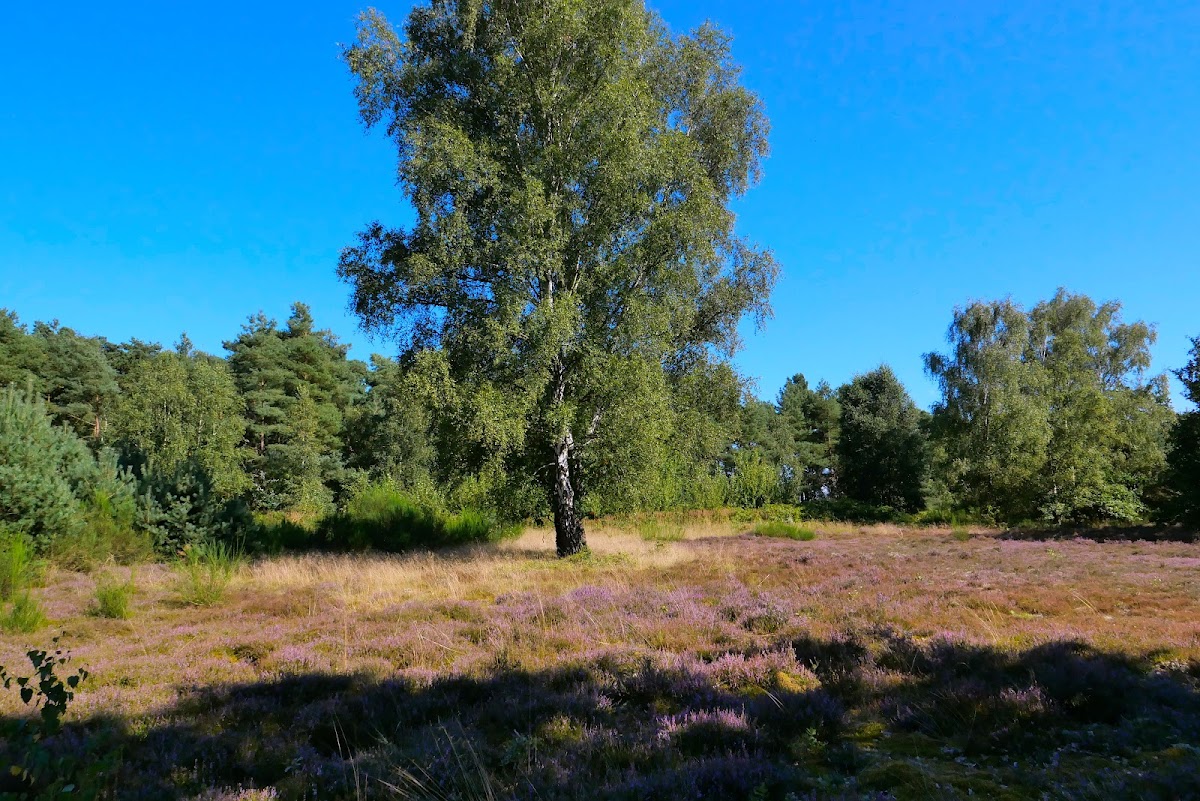 gp_69bcd70845c25