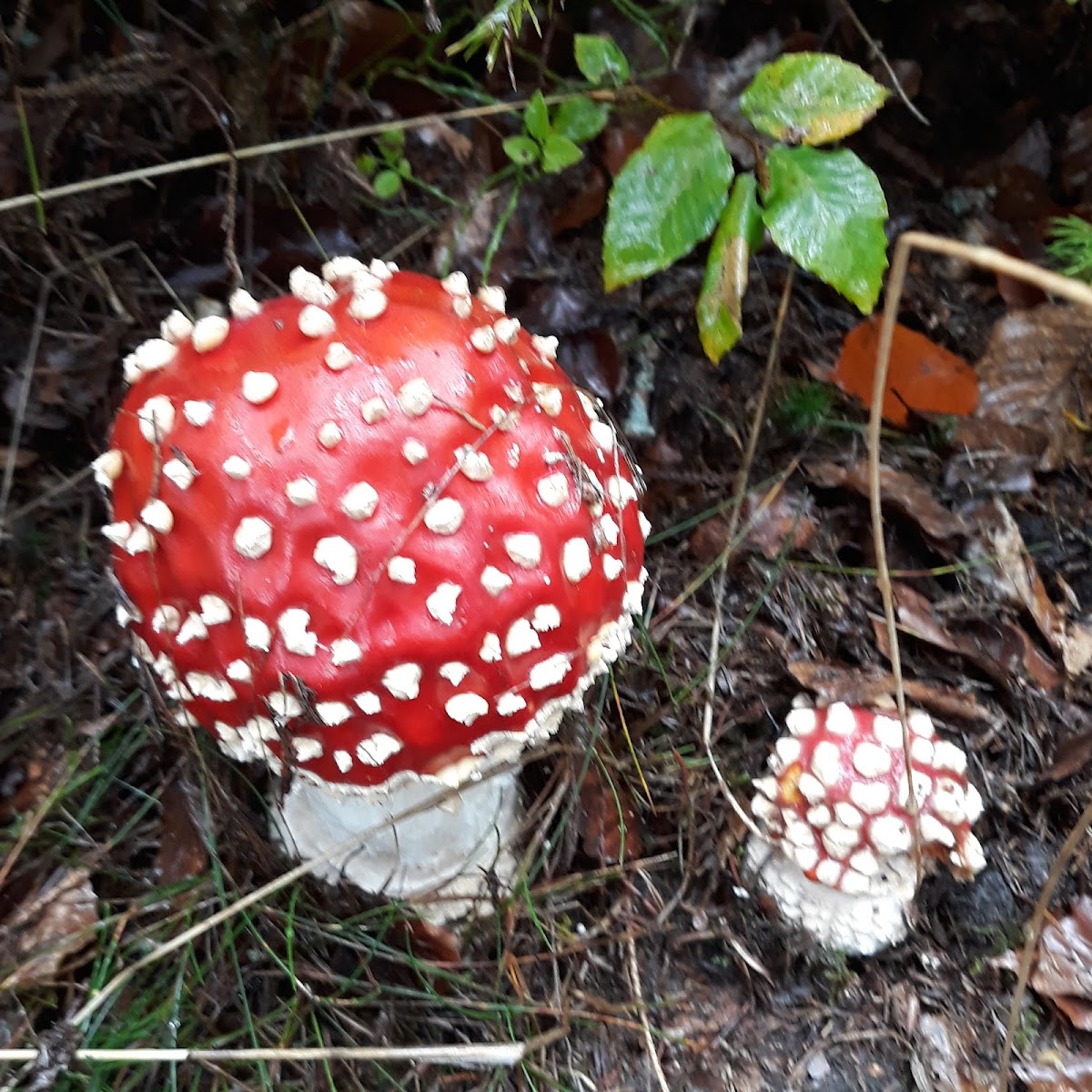 gp_69bc796293118
