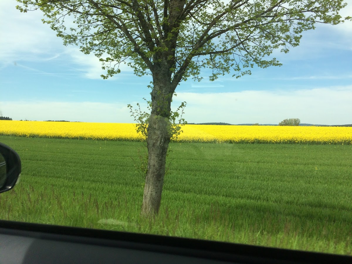 gp_69bc79c64e0e4
