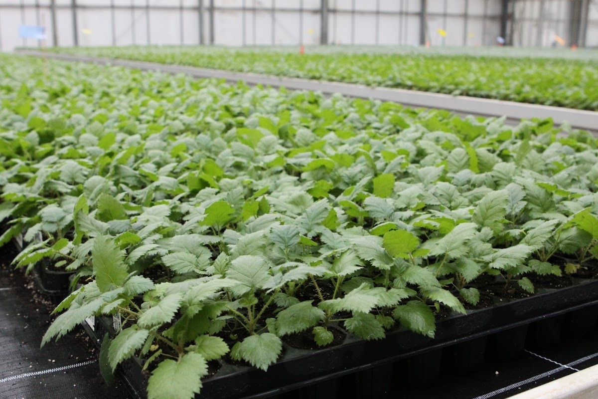 Robert Mayer GmbH & Co. KG