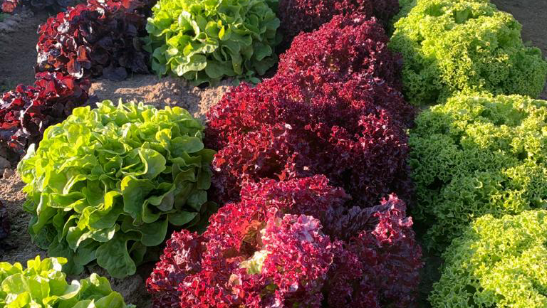 Pro'n fresh | Obst & Gemüse Großhandel Wiesbaden - Bild 2