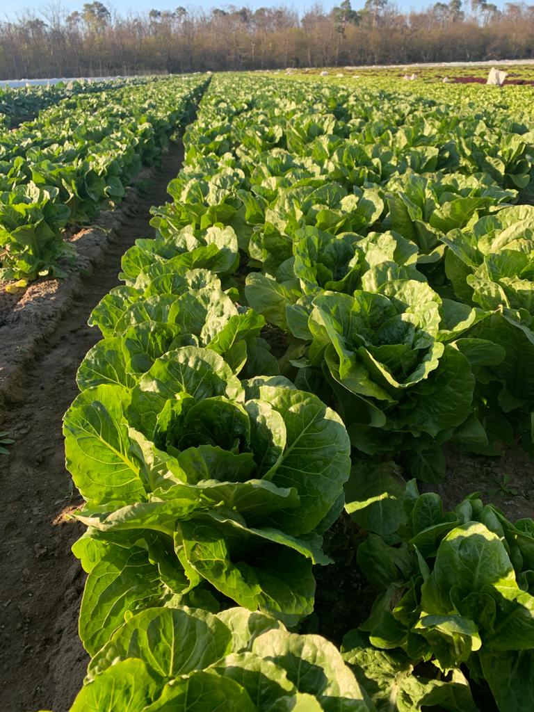 Pro'n fresh | Obst & Gemüse Großhandel Wiesbaden - Bild 5