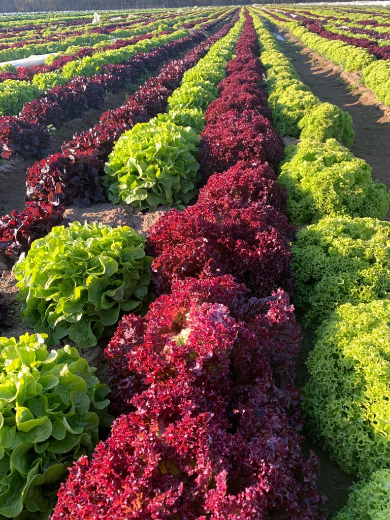 Pro'n fresh | Obst & Gemüse Großhandel Wiesbaden - Bild 10