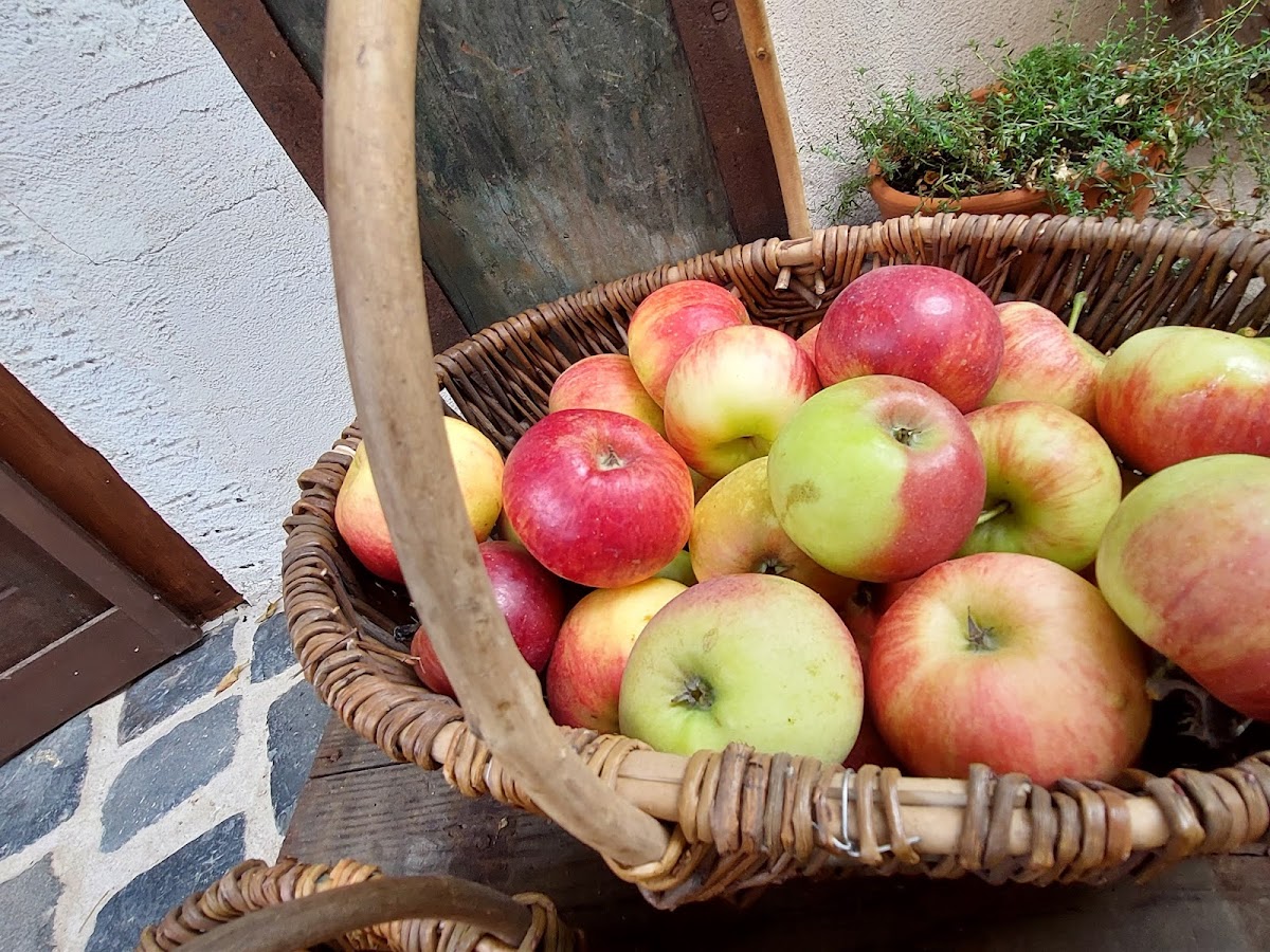 Lindenhof Kriftel Obstbau Gebrüder Hoss GbR - Bild 6
