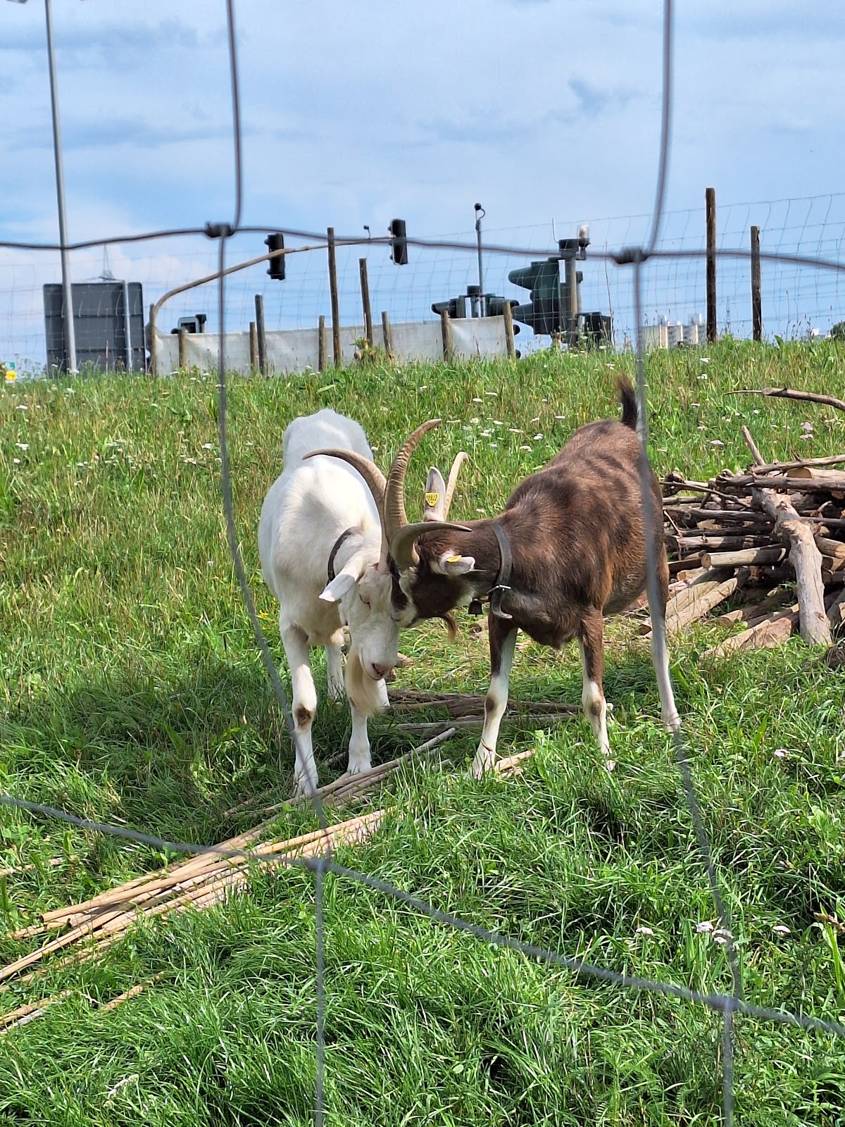 Lindenhof Kriftel Obstbau Gebrüder Hoss GbR - Bild 9