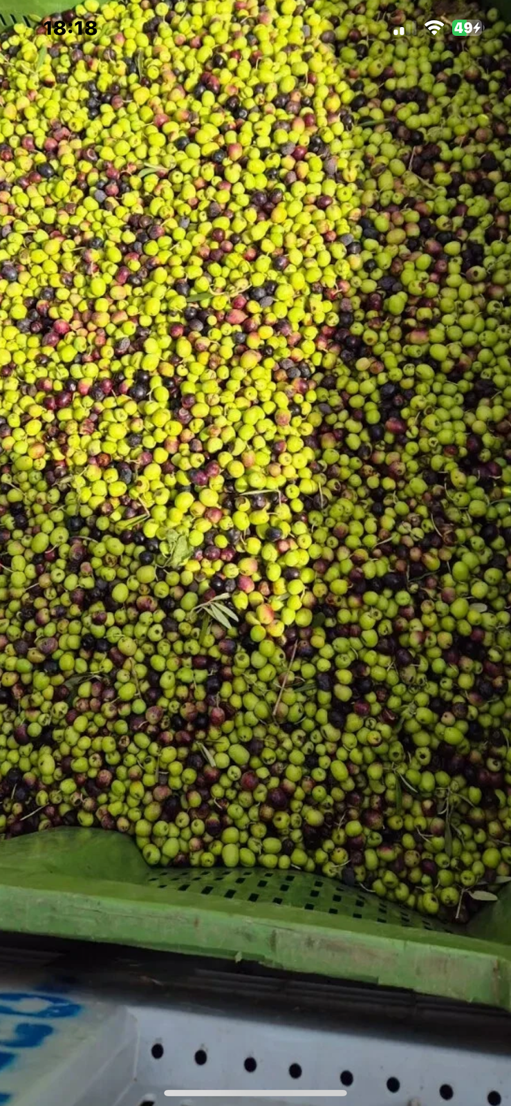 Alex Olivenöl Großhandel - Bild 2