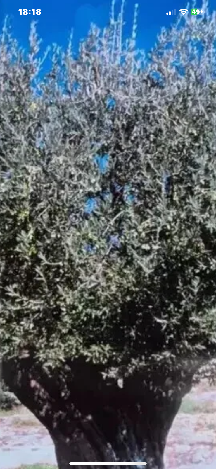 Alex Olivenöl Großhandel - Bild 7